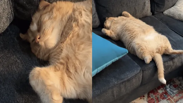 viral-video-of-cat-snoring-is-too-cute-to-miss-cat-lovers-call-it-video-of-the-year-watch