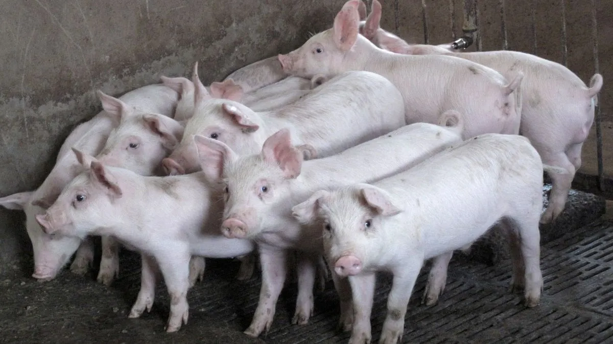 odisha-news-actor-playing-demon-in-ramayana-rips-stomach-of-pig-on-stage-eats-raw-meat-arrested-ganjam