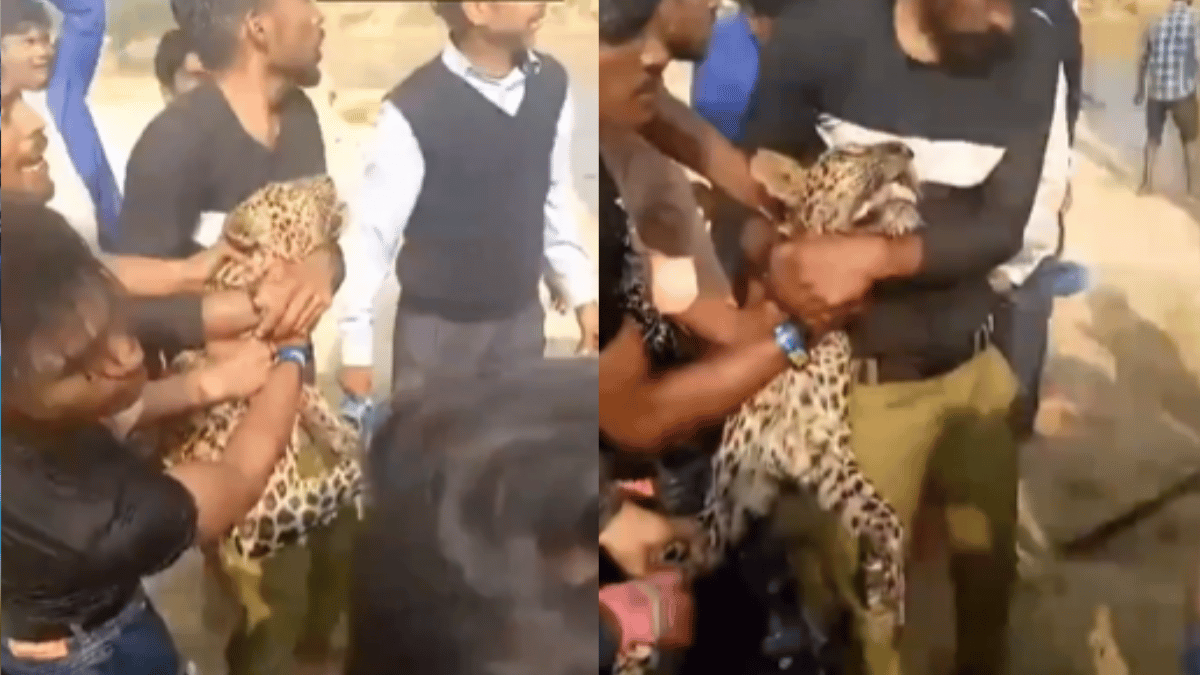 viral-video-villagers-take-matter-in-hand-amid-leopard-scare-in-up-capture-big-cat-with-bare-hands
