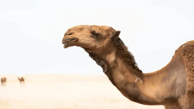 viral-video-of-bikers-carrying-camel-on-bike-leaves-internet-furious-netizens-call-it-animal-cruelty