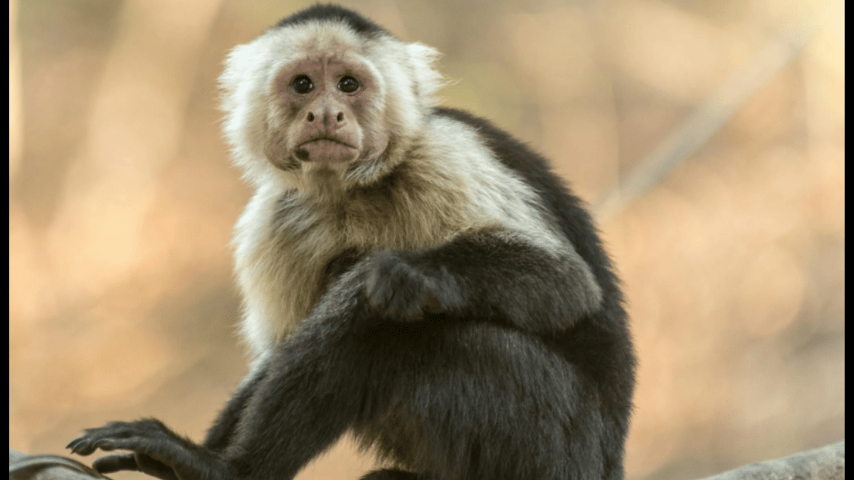 viral-video-shows-monkey-attacking-and-pulling-woman-hair-here-what-happens-next