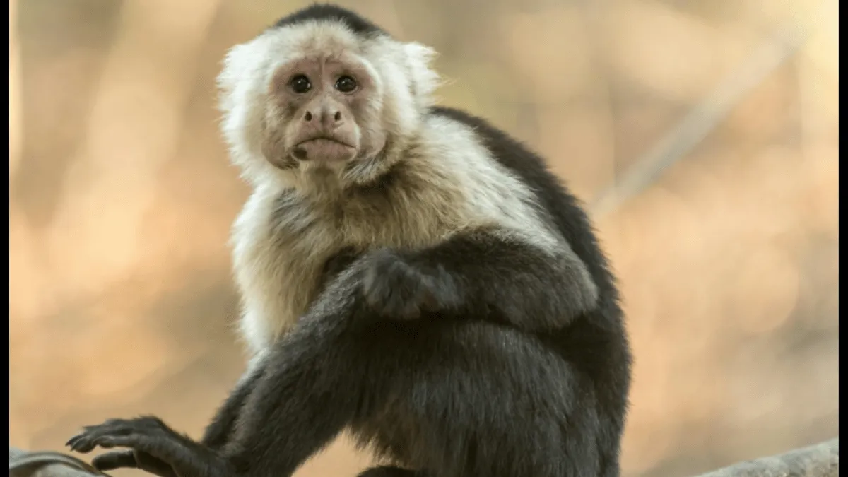 viral-video-shows-monkey-attacking-and-pulling-woman-hair-here-what-happens-next