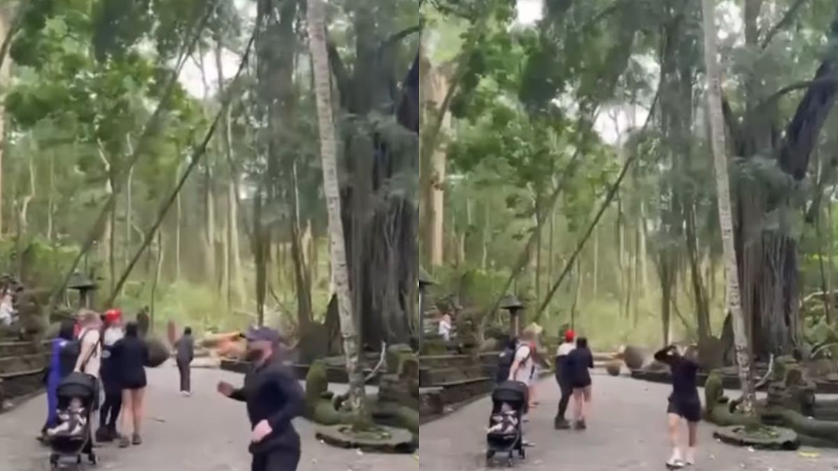 tourists-caught-in-chaos-huge-tree-falls-in-bali-monkey-forest-killing-two-tourists-viral-video-shocks-netizens
