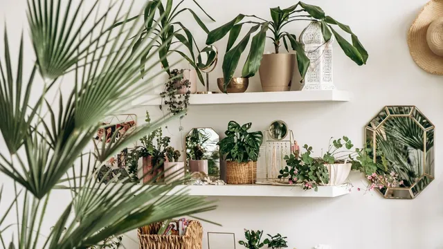 4-easy-to-maintain-indoor-plants-which-provides-fresh-natural-oxygen
