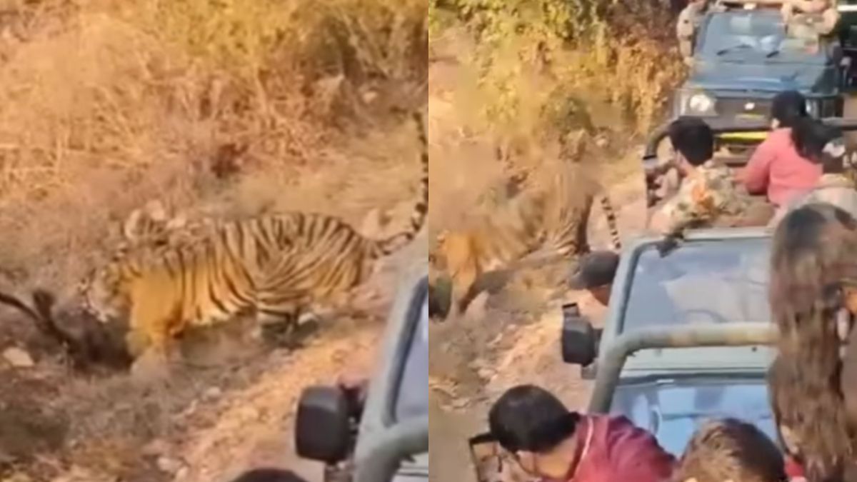 tourists-in-ranthambore-capture-shocking-video-of-tiger-hunting-deer-face-heavy-criticism