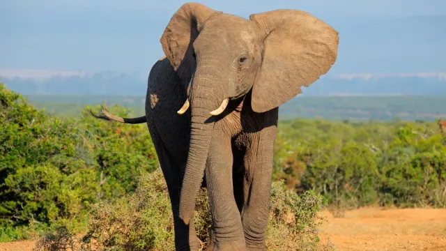 Odisha: Two Minor Sisters Tramped To Death By Wild Elephant In Sundargarh