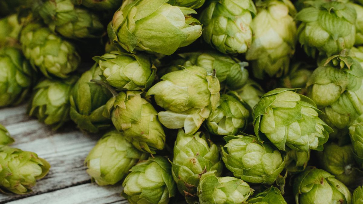 hop shoots world's most expensive vegetable