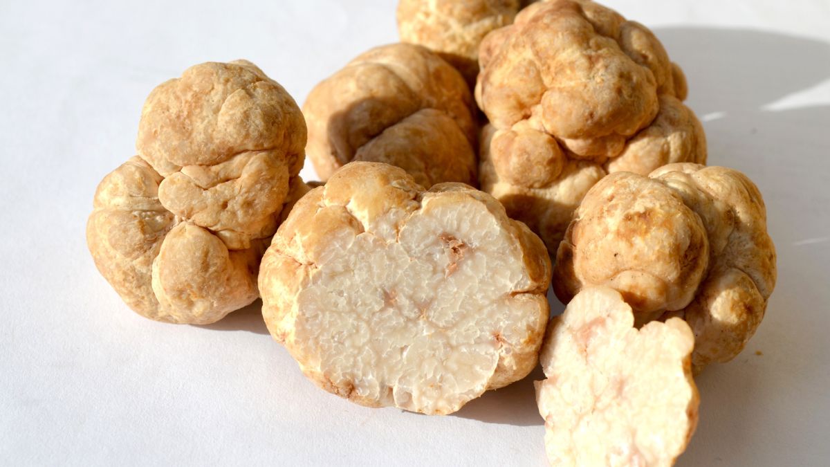 white truffle Expensive Vegetables In The World (1)