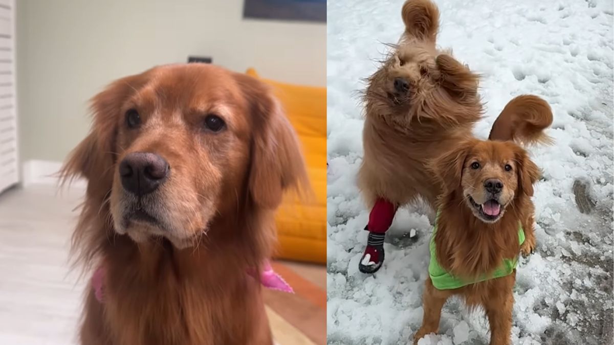 viral-video-of-pet-dogs-enjoying-magical-winter-wonderland-will-make-your-day-netizens-react-with-heartfelt-responses