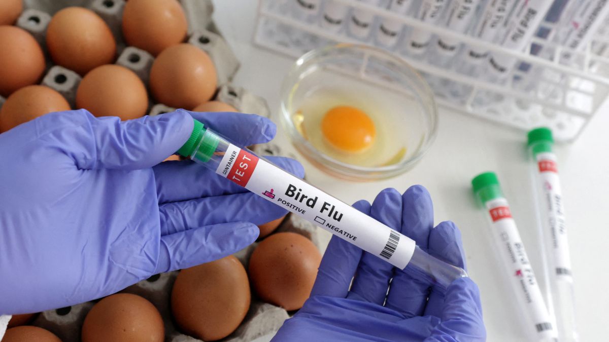 Is Bird Flu The Next Pandemic? Experts Warn Of Growing Mutation Risks