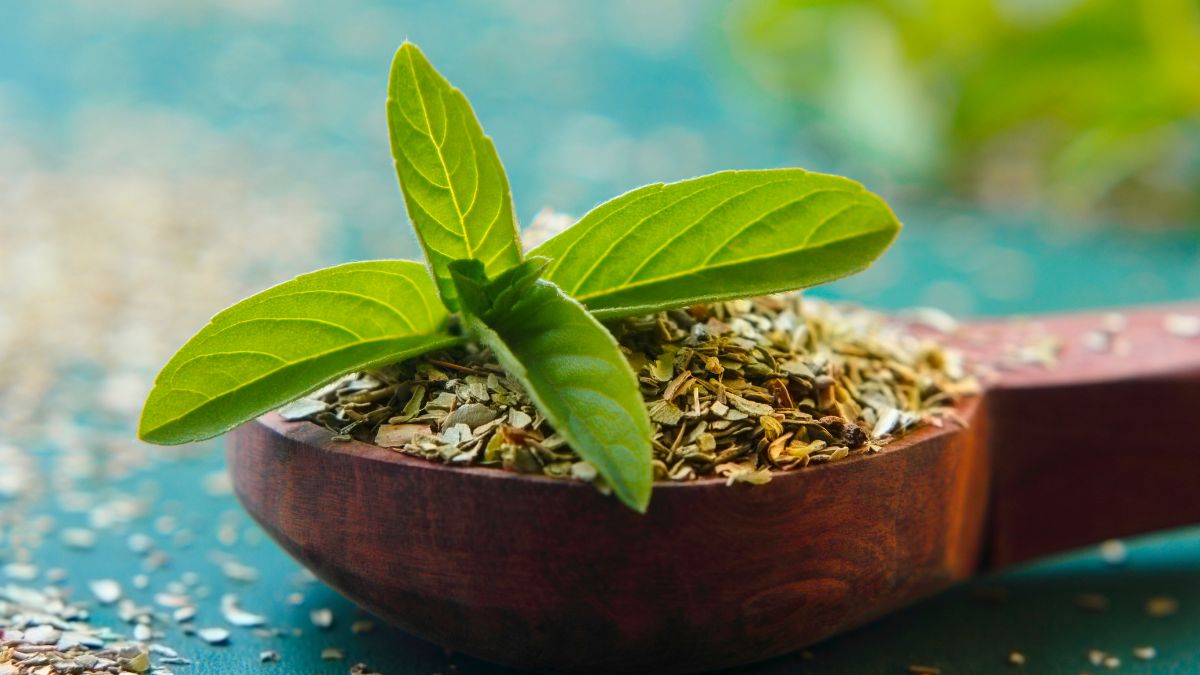 tulsi-health-benefits-in-winter