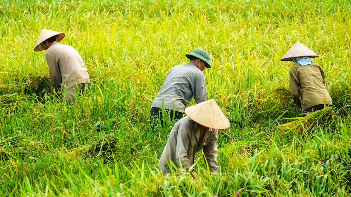 farmersdaya1703224045996