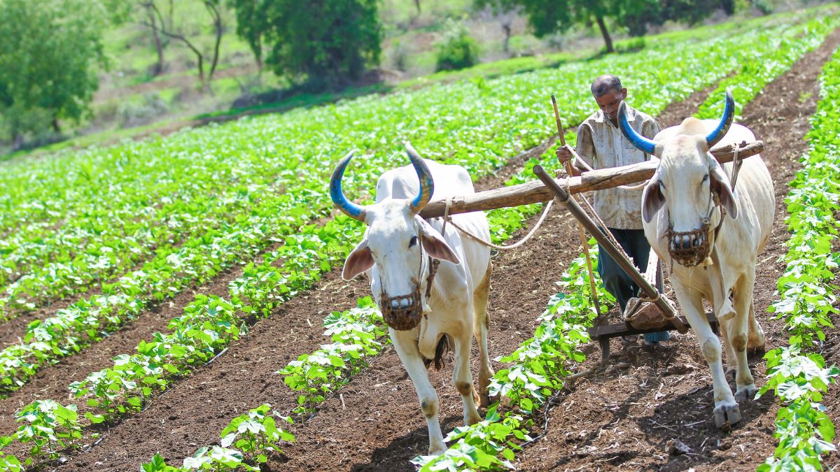 Top 10 Agriculture States Of India (1)