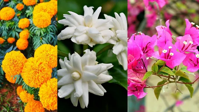 10-best-winter-flowers-for-a-fragrant-garden-marigold-jasmine-bougainvillea-and-more