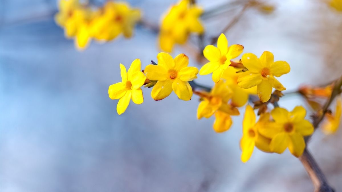 10 best winter flowers to grow in your garden (3)