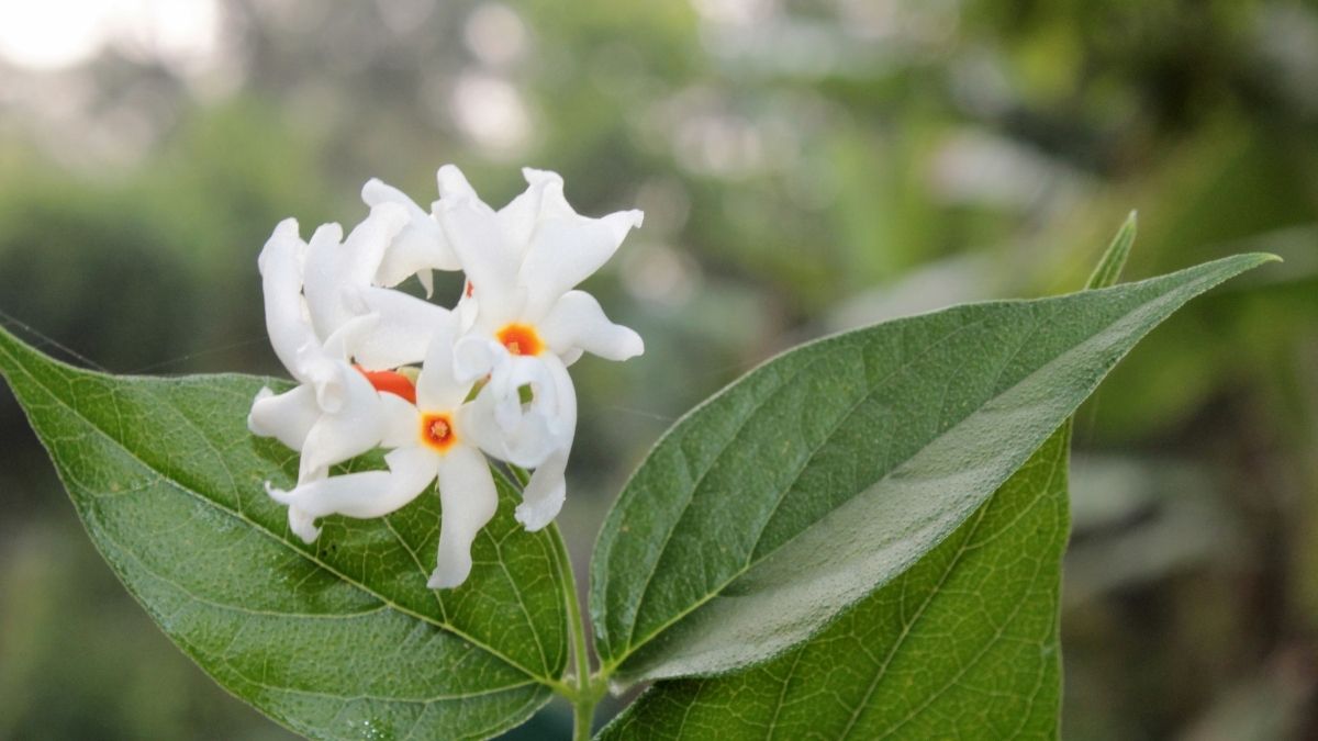 10 best winter flowers to grow in your garden (5)