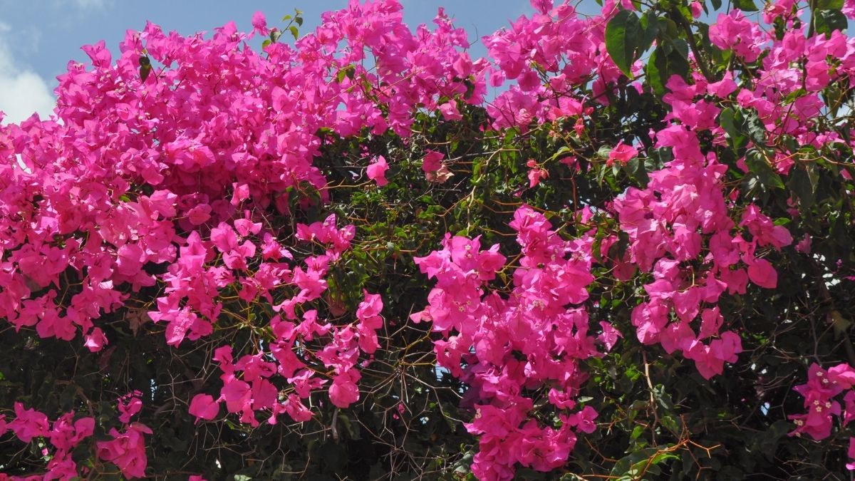 Bougenvillea 10 best winter flowers to grow in your garden