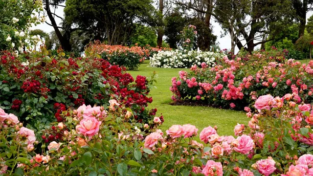 4-types-of-beautiful-flowers-that-you-must-plant-in-your-home-garden