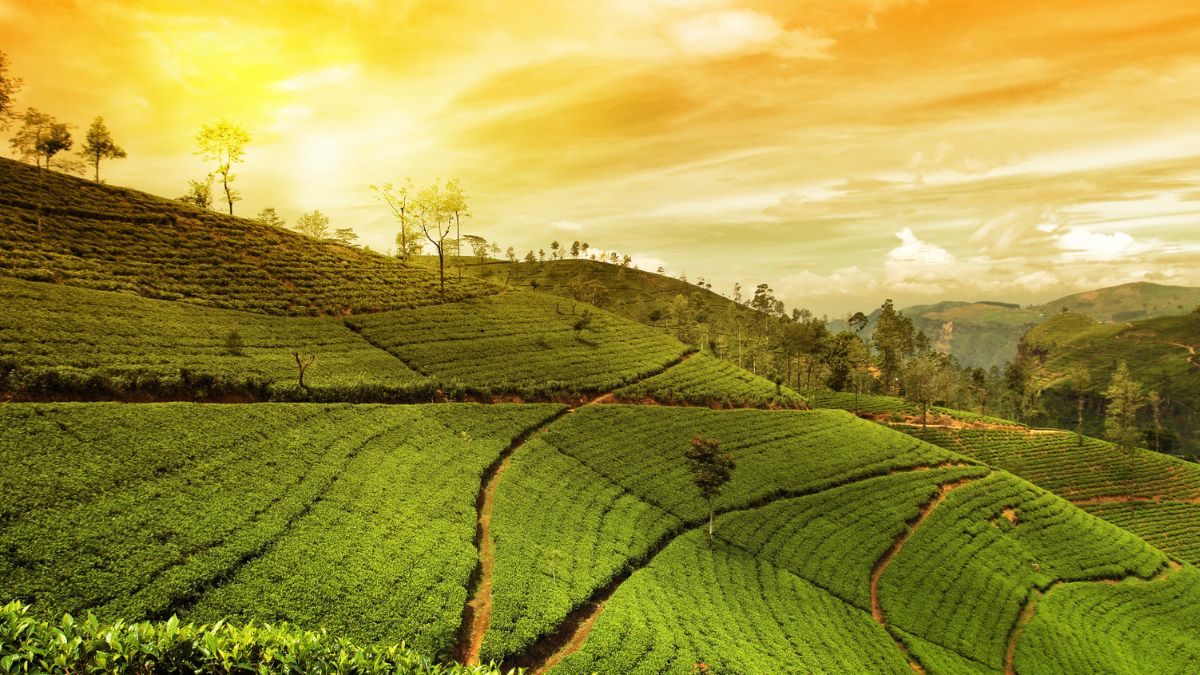 Munnar top 10 indian cities with pleasant weather all year round