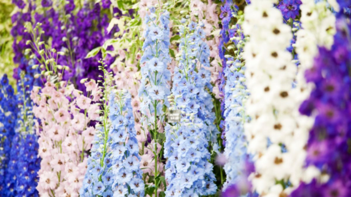 chennai-semmozhi-poonga-to-host-second-flower-show-with-3-million-blooms-from-jan-2