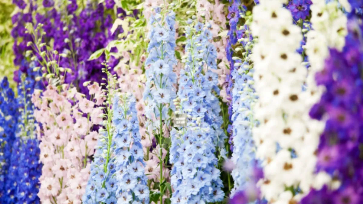 chennai-semmozhi-poonga-to-host-second-flower-show-with-3-million-blooms-from-jan-2