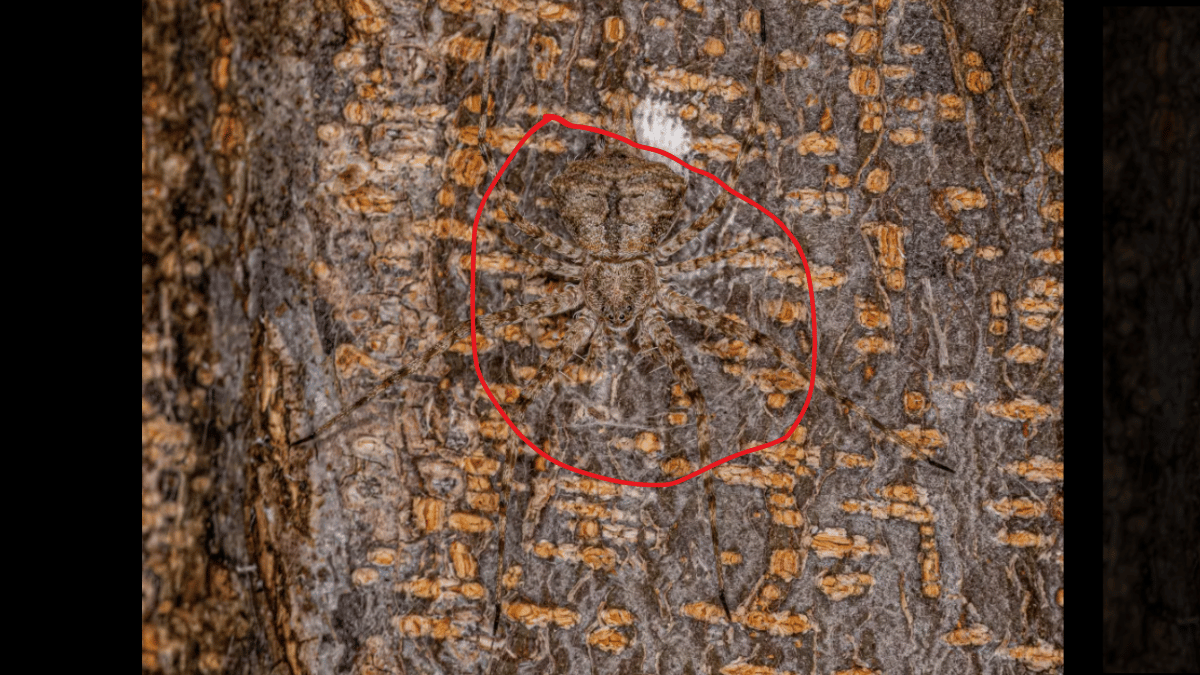 Spot the spider in under 10 seconds. (Source: Getty)