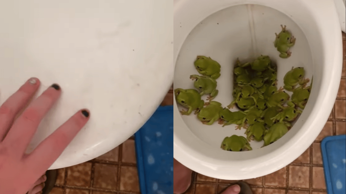 just-australian-things-army-of-green-frogs-hijacks-toilet-seat-in-a-house-netizens-react-to-gross-viral-video