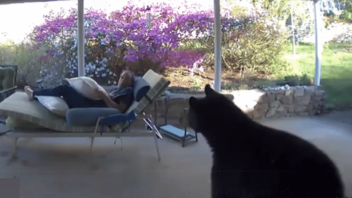 viral-video-man-close-call-with-wild-bear-leaves-internet-laughing-here-what-the-animal-did-next