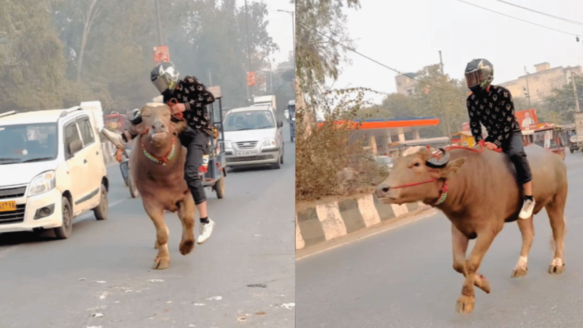 viral-video-man-rides-bull-on-busy-road-with-helmet-on-netizens-not-happy