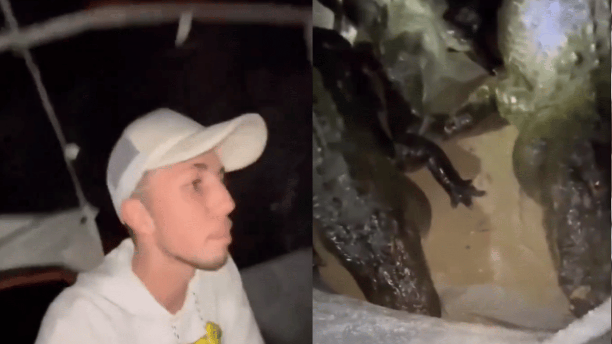 viral-video-campers-wake-up-to-multiple-crocodiles-hanging-out-outside-tent-netizens-petrified