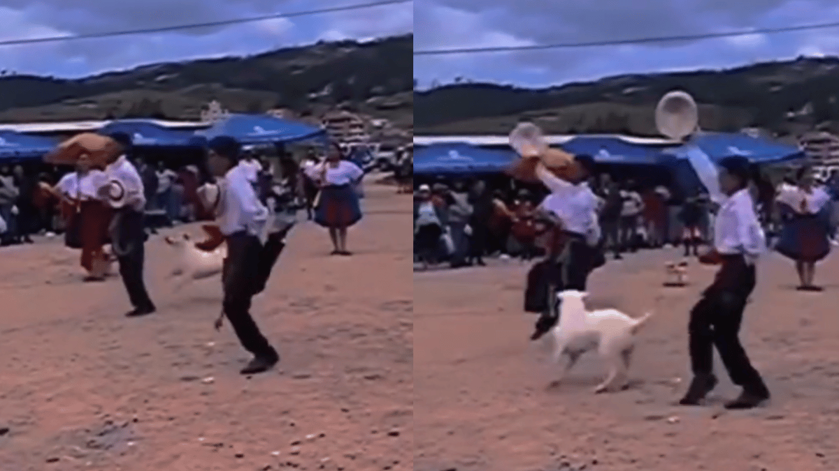 Dancing Puppy Steals The Show: Viral Video Of Dog Matching Steps With ...