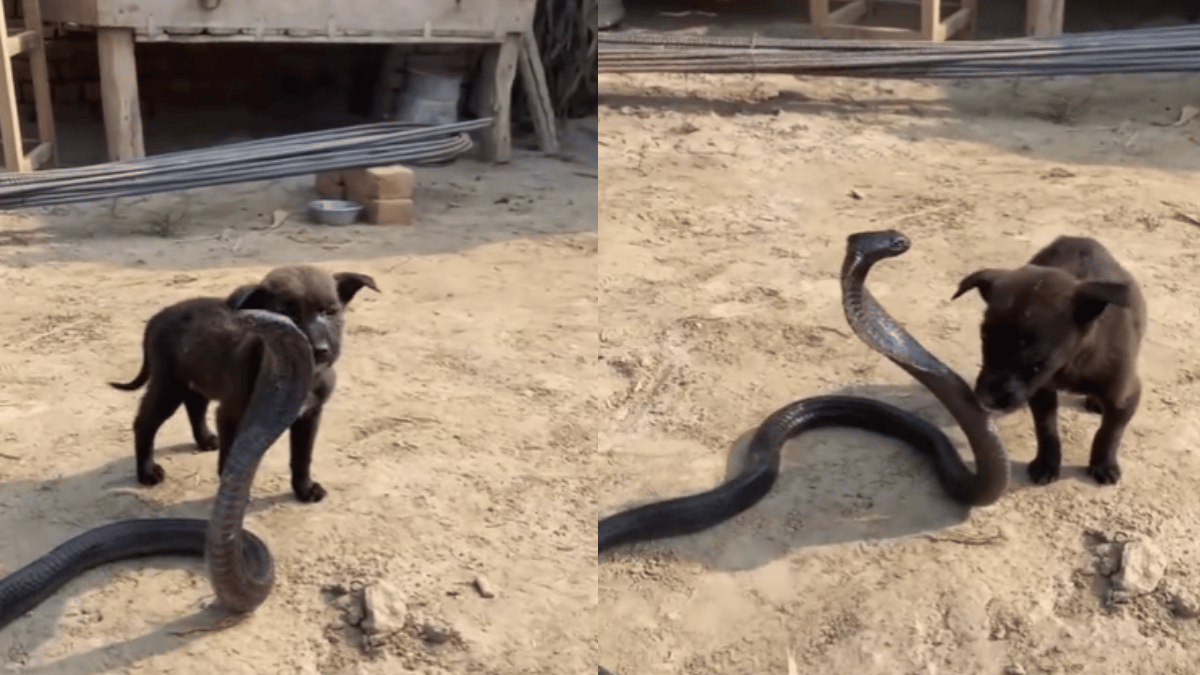 viral-video-puppy-play-time-with-cobra-raises-heartbeats-netizens-show-concern