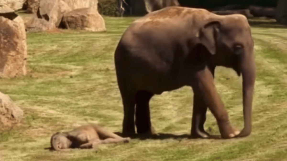 adorable-video-of-mother-elephant-panicking-after-baby-refuses-to-wake-up-from-deep-sleep-goes-viral-heres-what-happened-next