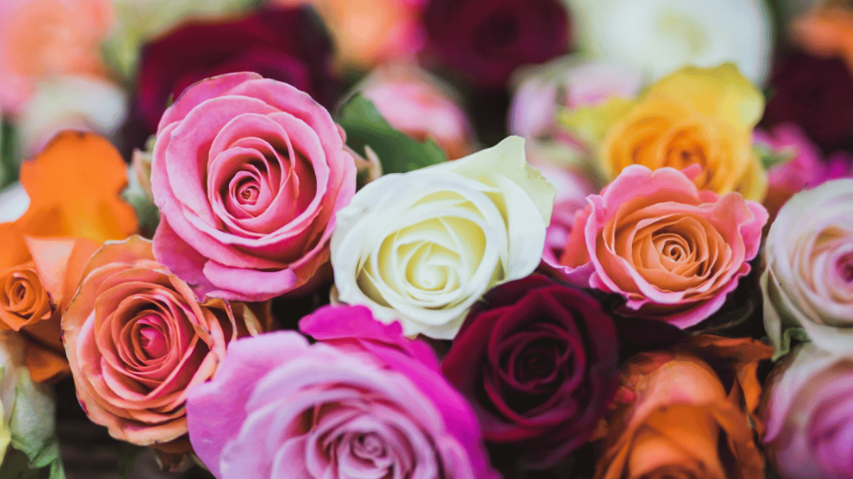 rose-day-2024-marks-beginning-of-valentine-week-singles-express-annoyance-with-hilarious-jokes-and-bitter-memes