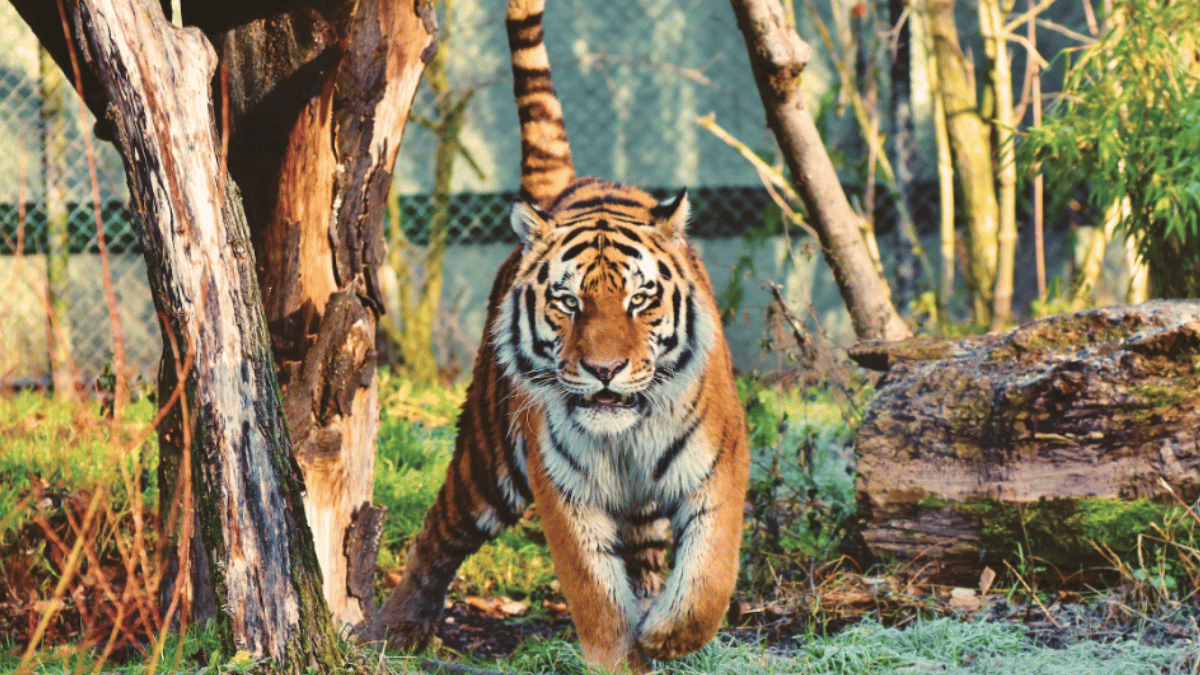 list-of-top-most-critically-endangered-species-animals-in-india-bengal-tigers-to-snow-leopard