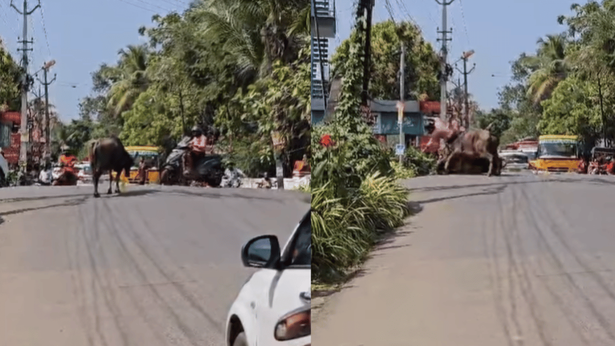kerala-angry-buffalo-attacks-man-riding-scooter-viral-video-leaves-internet-terrified