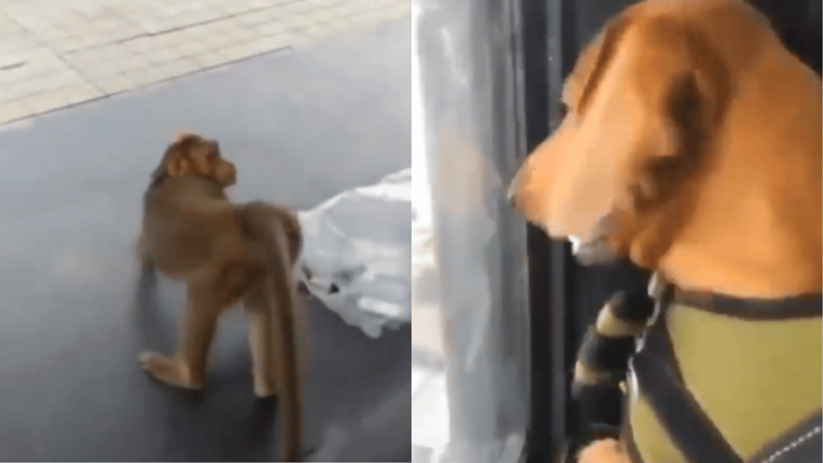 dog-vs-monkey-showdown-ends-on-hilarious-note-here-how-the-monkey-dropped-the-mic-viral-video