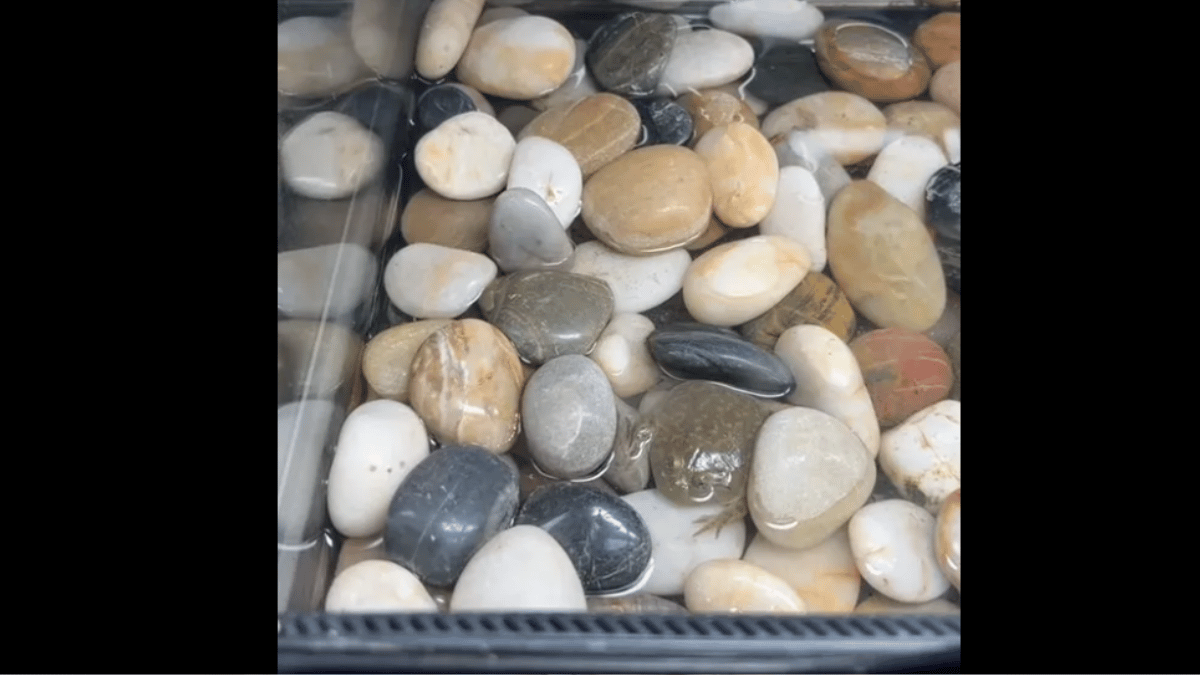 test-your-vision-spot-the-frog-in-under-10-seconds