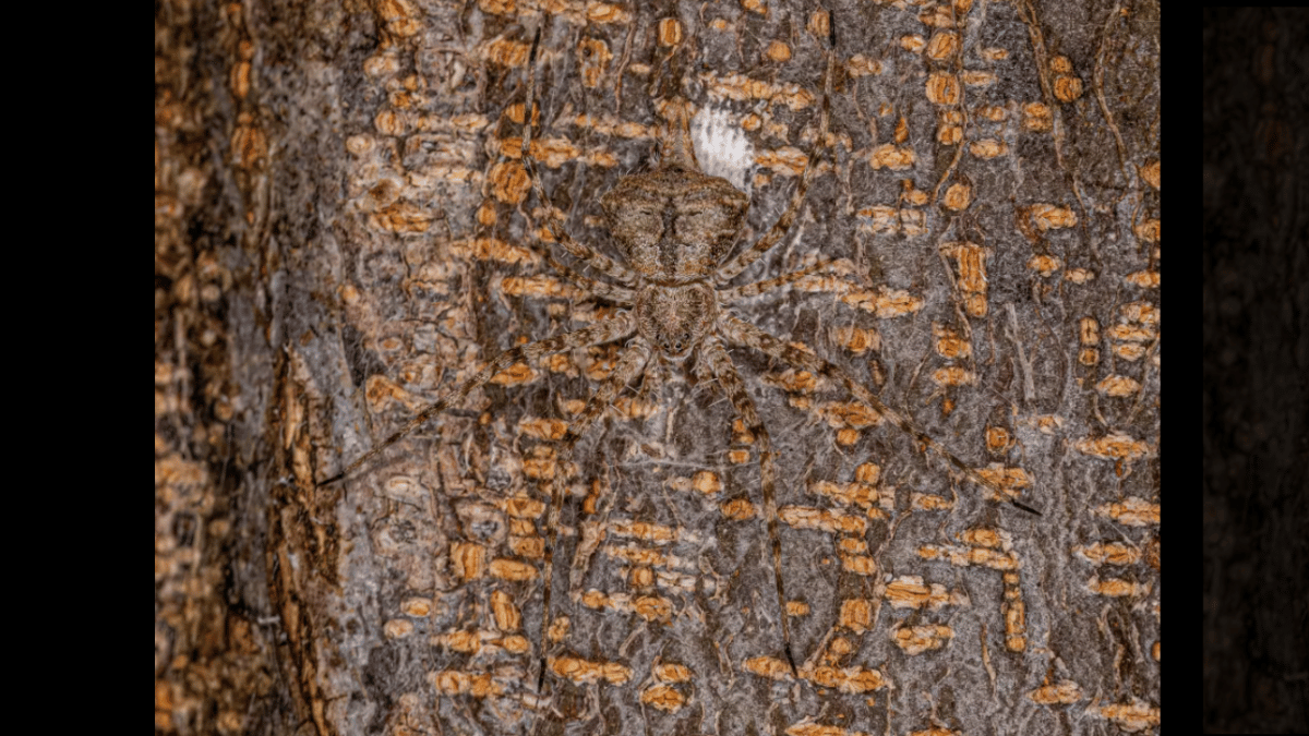 test-your-survival-instincts-spot-the-spider-in-under-10-seconds-optical-illusion