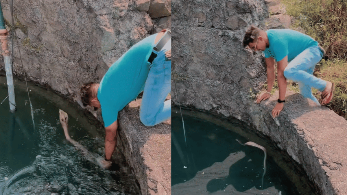 viral-snake-video-man-rescues-king-cobra-stuck-in-well-using-bare-hands-internet-petrified