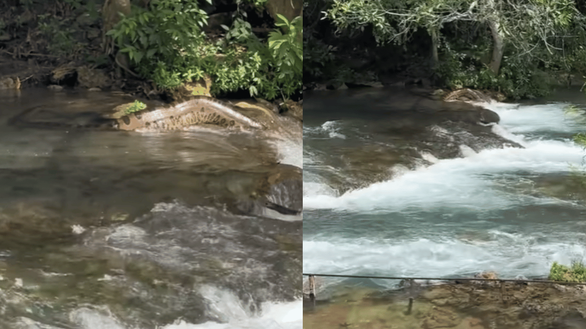 giant-anaconda-joins-tourists-viral-video-of-the-dangerous-snake-near-crowded-riverside-terrifies-netizens