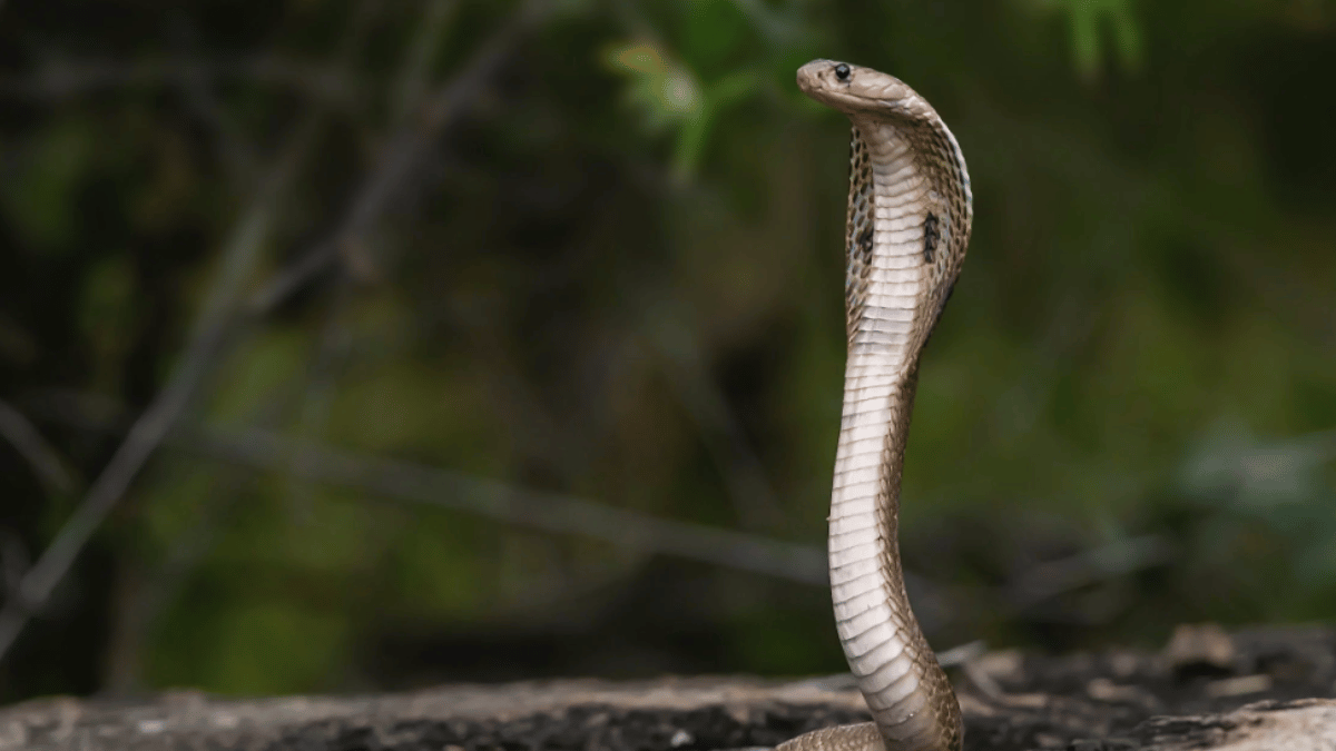 How These Two Dangerous Snakes, King Cobra vs Cobra, are Different. (Source: Pexels)