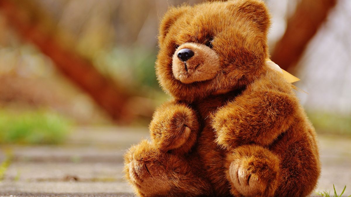 Happy Teddy Day 2024 5 Reasons Why You Should Give Teddy To Your Partner   A1707461579801 