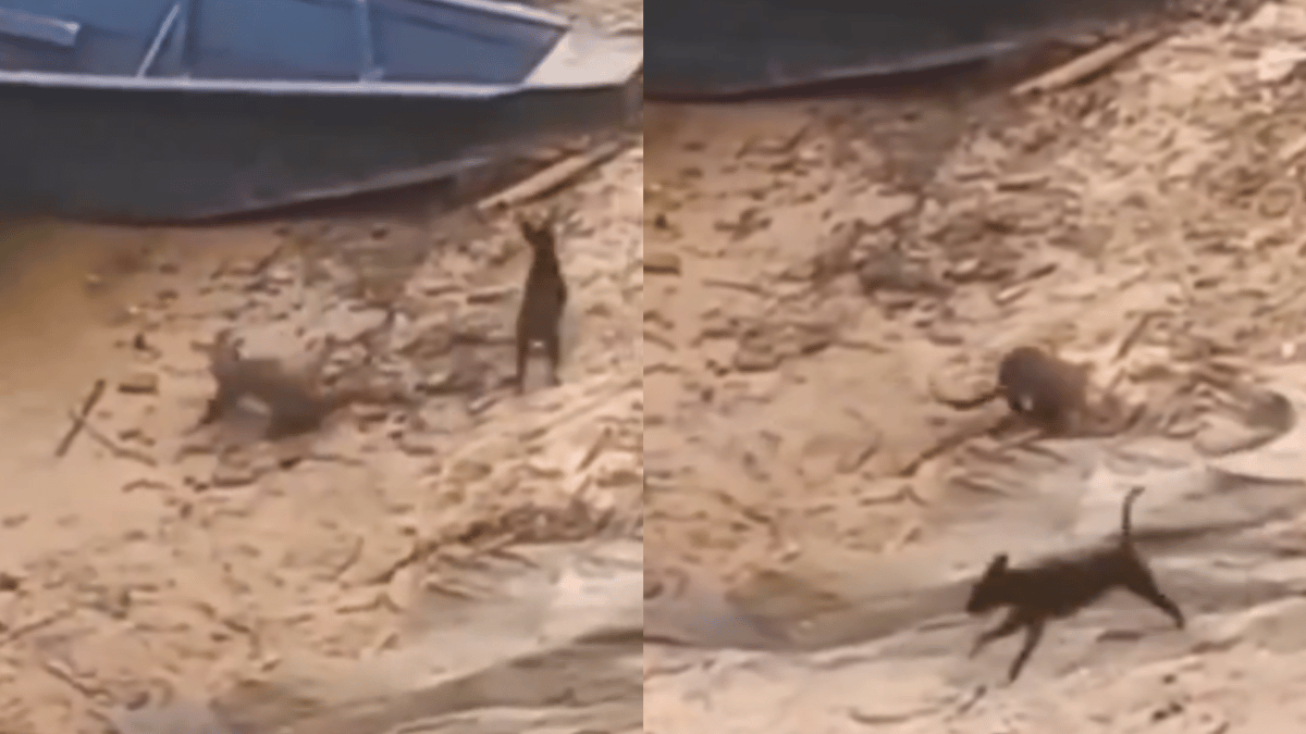 furry-friendship-straight-out-of-animated-movies-viral-video-of-puppy-playing-with-baby-otter-is-too-cute-to-miss