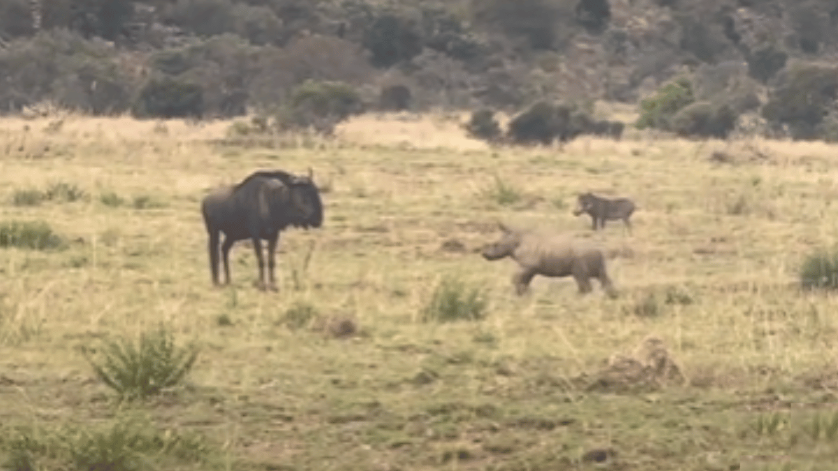 baby-rhino-playful-showdown-with-wildebeest-wins-internet-runs-back-to-mother-after-teasing-viral-video