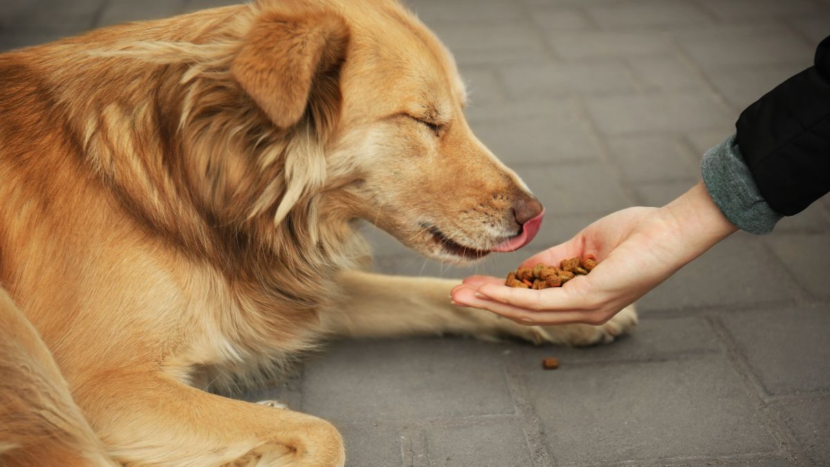 feeding-a-stray-dog-can-change-your-destiny-check-5-benefits-of-feeding-dogs-astrology