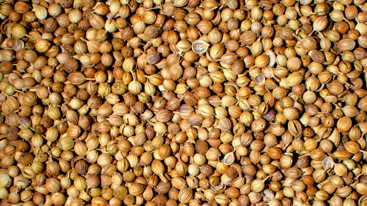 5 Benefits Of Drinking Soaked Coriander Water On An Empty Stomach