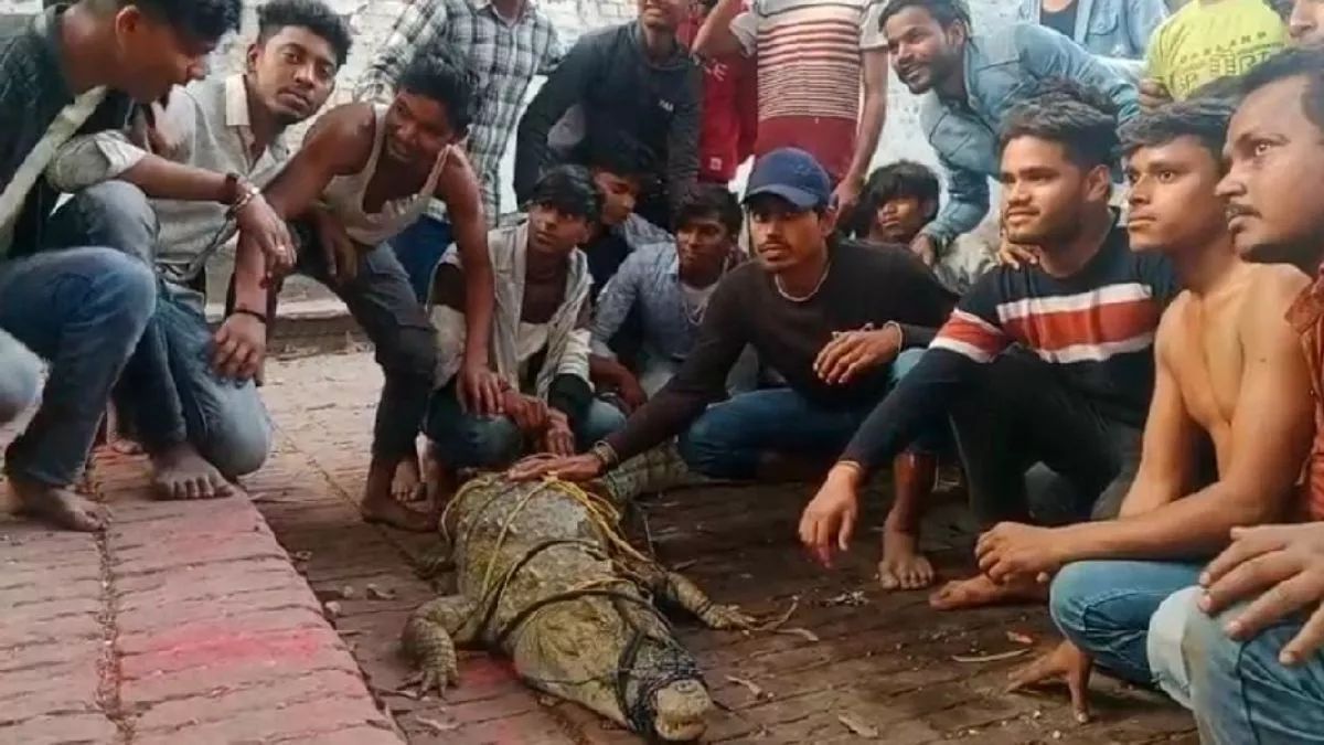 bear-grylls-desi-version-locals-catch-crocodile-put-tikka-to-worship-reptile-on-kanpur-ghat