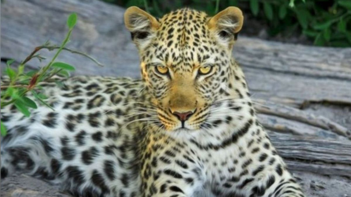 India’s Leopard Population Reaches 13,874; Highest In Madhya Pradesh