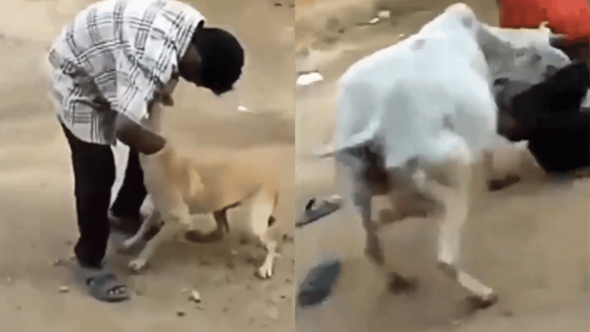 cow-turns-into-triggered-hero-to-save-dog-from-man-assault-befitting-revenge-leaves-internet-satisfied